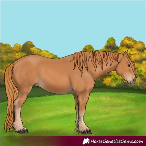 Horse Color:Chestnut 