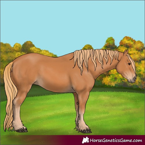 Horse Color:Chestnut 