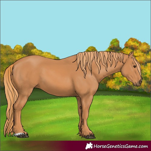Horse Color:Chestnut 