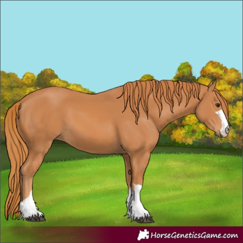 Horse Color:Chestnut 
