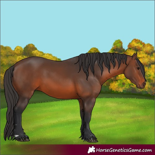 Horse Color:Brown 