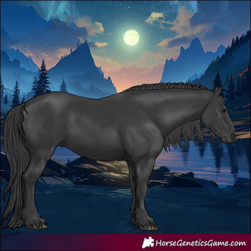 Horse Color:Black 