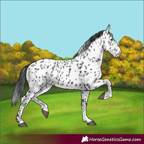 Horse Color:Black Appaloosa