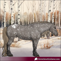 Horse Color:Smoky Grullo Appaloosa 