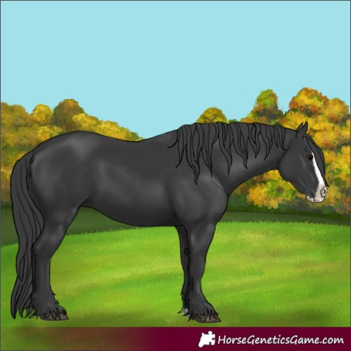 Horse Color:Black Splash 