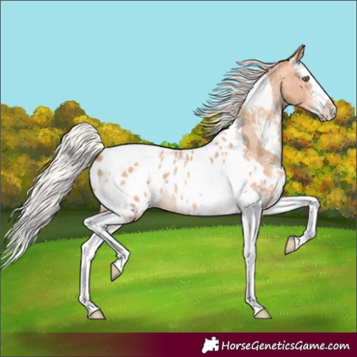 Horse Color:Silver Amber Champagne Sabino Splash Tobiano Appaloosa Rabicano 