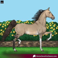 Horse Color:Buckskin Dun Tobiano