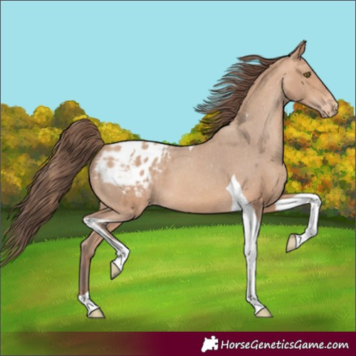 Horse Color:Amber Champagne Tobiano Blanket 