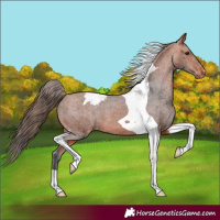 Horse Color:Bay Tobiano Varnish 
