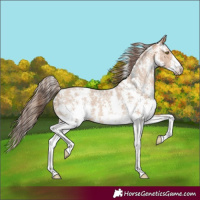 Horse Color:Amber Champagne Sabino Appaloosa 