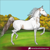 Horse Color:Bay Dun Sabino Splash Tobiano Appaloosa 