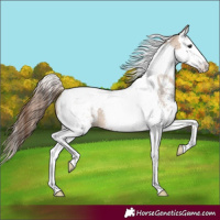 Horse Color:Bay Dun Sabino Splash Tobiano Blanket 