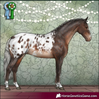 Horse Color:Silver Brown Appaloosa 