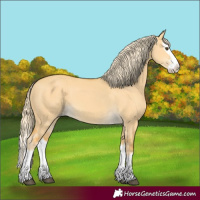 Horse Color:Palomino Dun Splash 