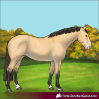 Horse Color:Buckskin Dun Splash 