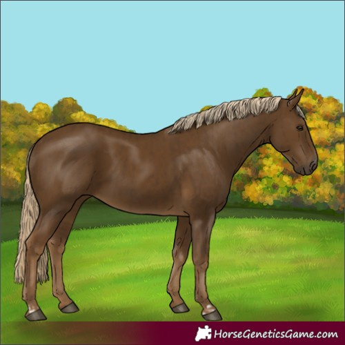 Horse Color:Chocolate Palomino  and Chocolate Palomino Rabicano 