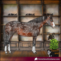 Horse Color:Brown Merle Appaloosa 