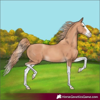 Horse Color:Gold Champagne Splash 