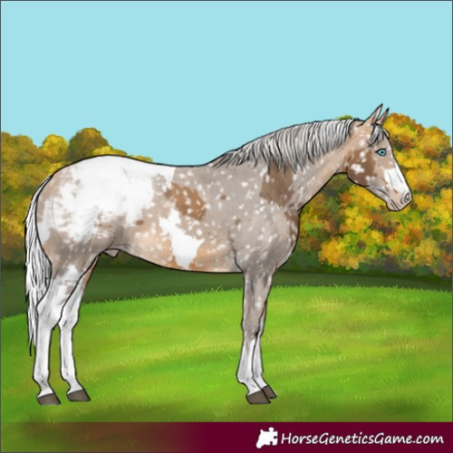 Horse Color:Silver Buckskin Merle Appaloosa 