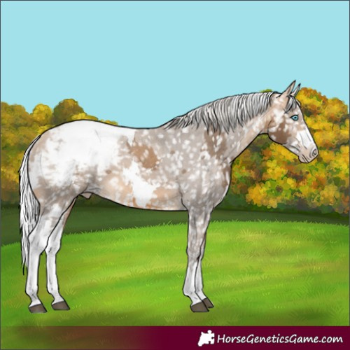 Horse Color:Silver Buckskin Merle Appaloosa 