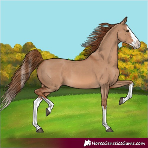 Horse Color:Red Dun Splash 