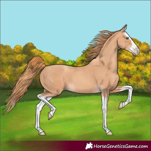 Horse Color:Gold Champagne Splash 