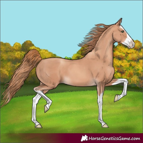 Horse Color:Gold Champagne Splash 