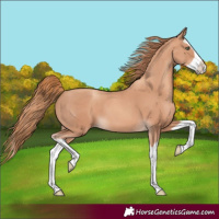 Horse Color:Gold Champagne Splash