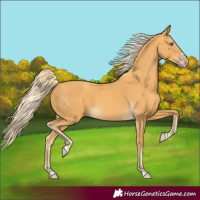Horse Color:Gold Cream Champagne 