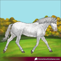 Horse Color:White Spotted Silver Brown Roan Snowcap 