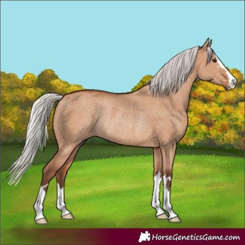 Horse Color:Silver Bay Dun Rabicano 