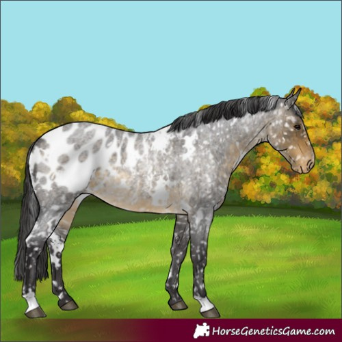 Horse Color:White Spotted Buckskin Roan Appaloosa Rabicano 