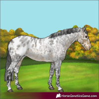Horse Color:White Spotted Buckskin Roan Appaloosa Rabicano