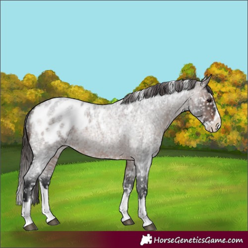 Horse Color:White Spotted Brown Roan Splash Appaloosa 
