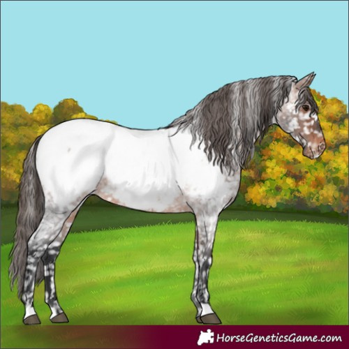 Horse Color:Brown Roan Appaloosa Rabicano 
