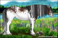 Horse Color:White Spotted Bay 