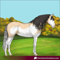 Horse Color:Buckskin Splash Frame