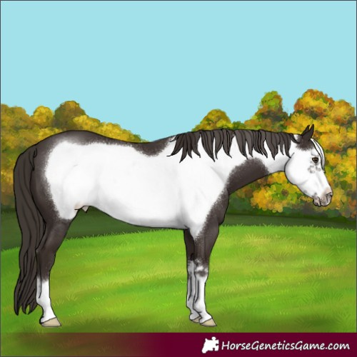 Horse Color:Liver Chestnut Frame 