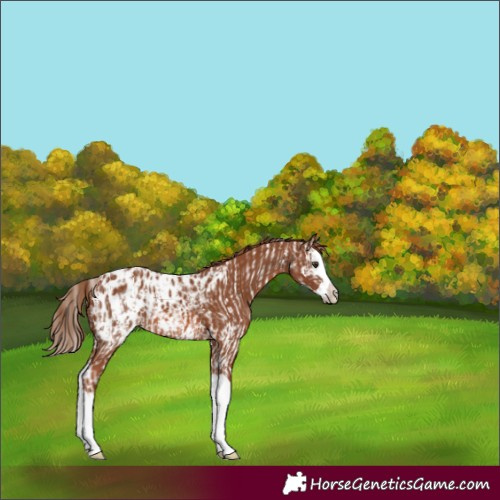 Horse Color:Chestnut Sabino Splash  and Chestnut Splash Appaloosa 