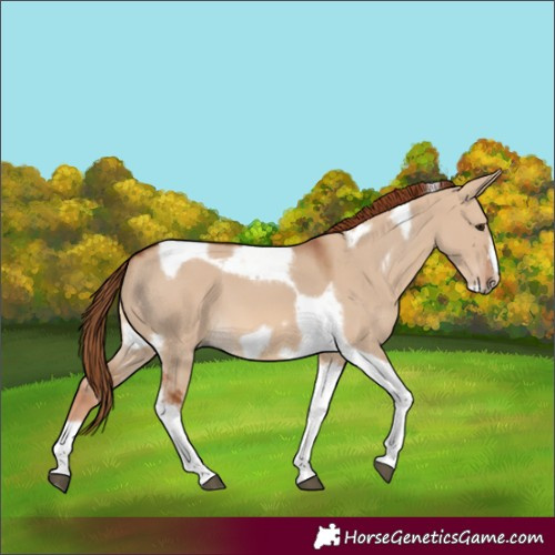 Horse Color:Red Dun Tobiano Frame