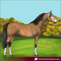 Horse Color:Gray Buckskin 