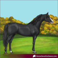 Horse Color:Black Splash Appaloosa 