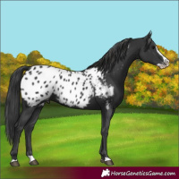 Horse Color:Black Splash Appaloosa 
