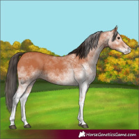 Horse Color:White Spotted Bay 