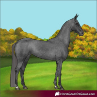 Horse Color:Black Varnish Rabicano 