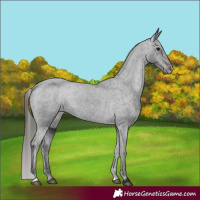 Horse Color:Black Appaloosa Rabicano 