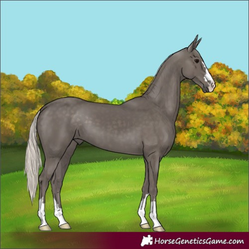 Horse Color:Silver Black 