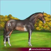 Horse Color:Buckskin Sabino