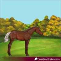 Horse Color:Silver Bay Rabicano