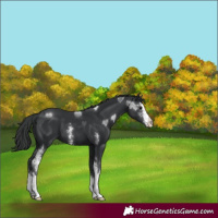 Horse Color:Black Sabino 